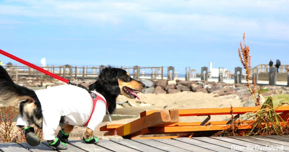 Blog Header image_犬と旅行_犬連れ旅行_hizuoka_atami_熱海サンビーチ_202207_オッター_サミットトレック_犬靴